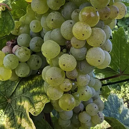 Kippehaeusje 公寓 Briedern