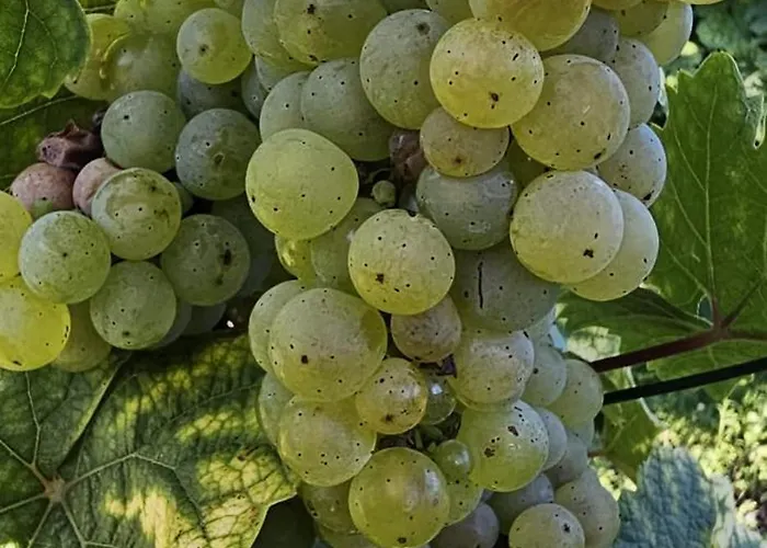 Kippehaeusje Apartamento Briedern